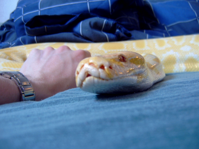 Albino Burm
