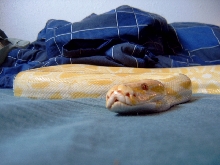 Albino Burm 2