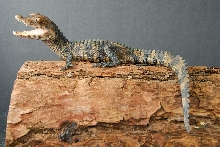 Palpebrosus