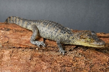 spec caiman