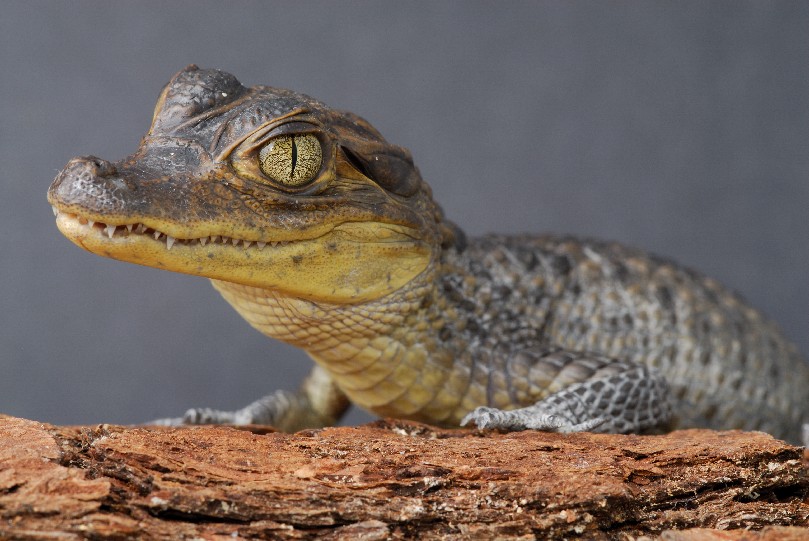 spec caiman