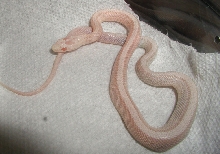 striped snow blood