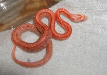 striped amel blood