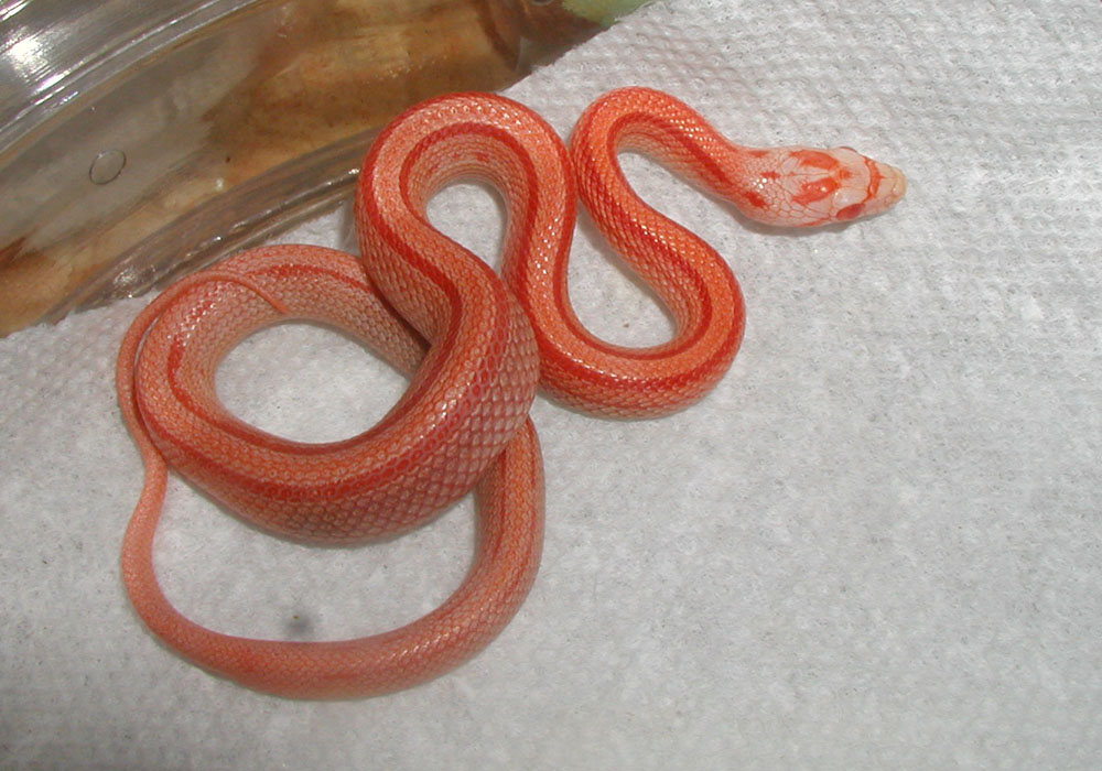 striped amel blood