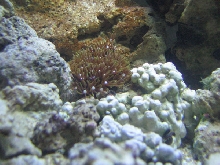 Star polyps