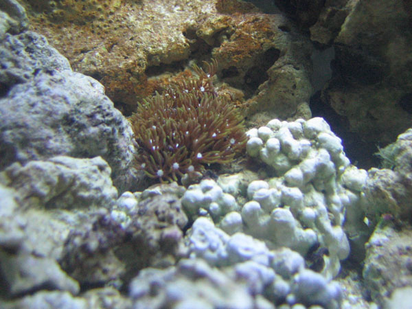 Star polyps