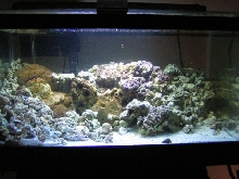 my 15 gal