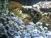 Yet another polyp pic!