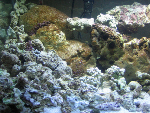 Yet another polyp pic!