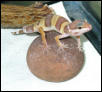 Ember 7/6/02