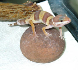 Ember 7/6/02