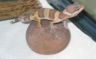 Ember on a rock