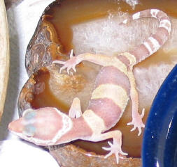 Ember 7/11/02