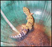 Jenna, tangerine Leo,Walkabout reptiles