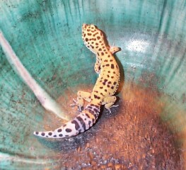 Jenna, tangerine Leo,Walkabout reptiles