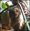 India in the plants