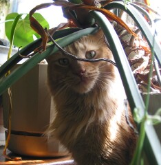 India in the plants
