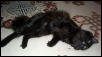 Jade my littlest kitty