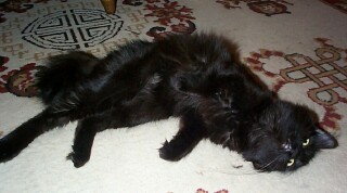 Jade my littlest kitty