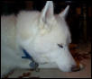 Merlin my husky