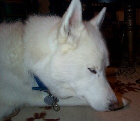 Merlin my husky