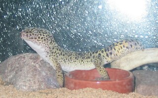 Radar my male Leo
