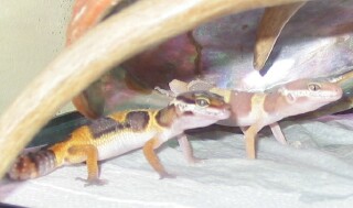 Spike and ember