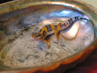SPIKE