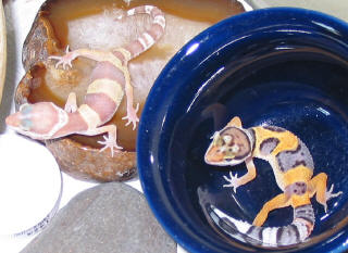Spike and Ember