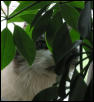 Tamrin in the window