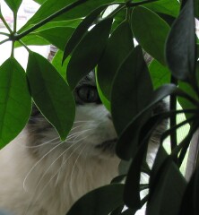 Tamrin in the window