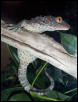 My tokay x