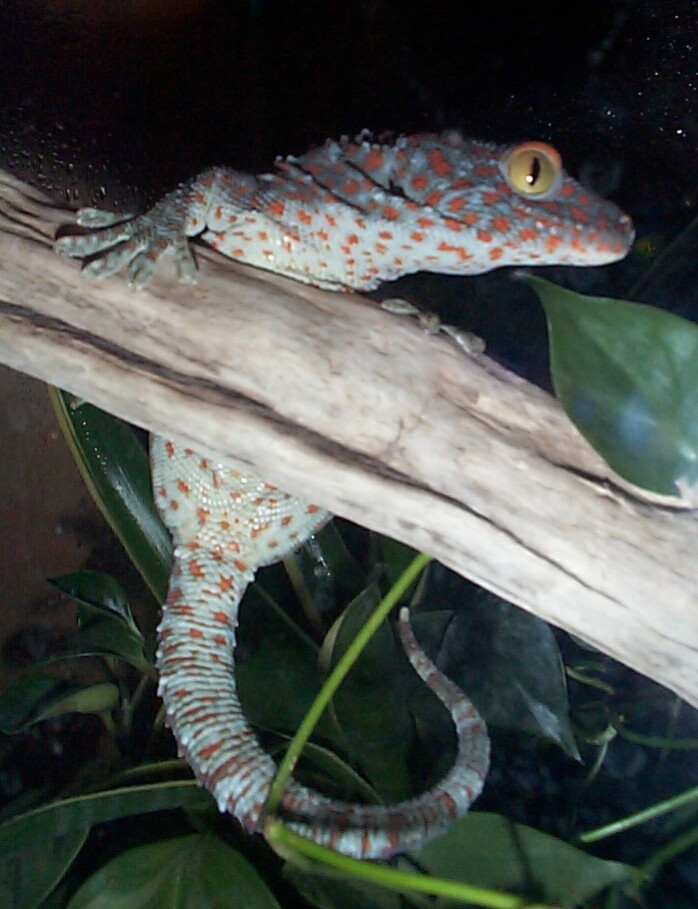 My tokay x