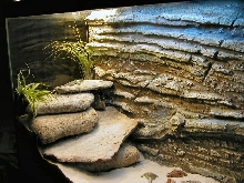 Collared Lizard Tank (left)