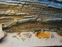 Collared Lizard Tank (middle)