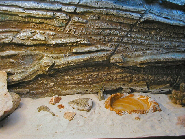Collared Lizard Tank (middle)