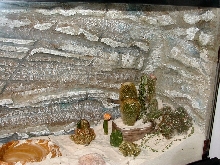 Collared Lizard Tank (right)