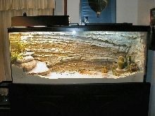Collared Lizard Tank (full)