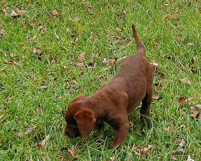 2 month old Logan