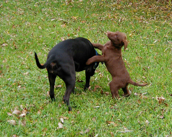 Logan and Storm