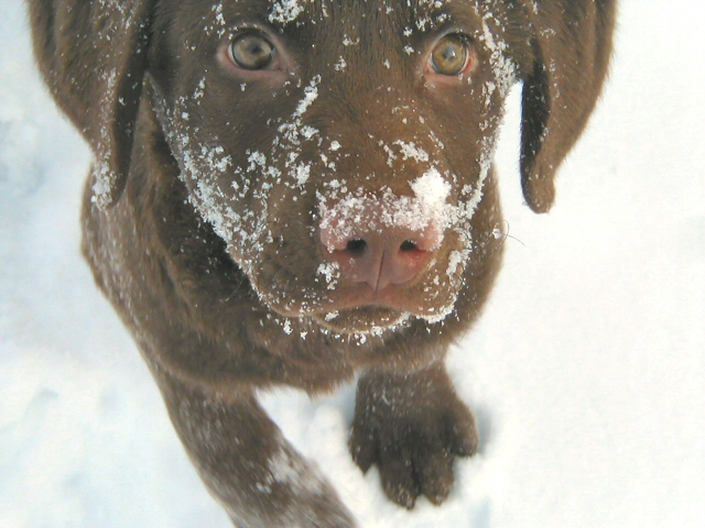The Abominable Snowpup