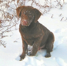 3 month old Logan in the Snow