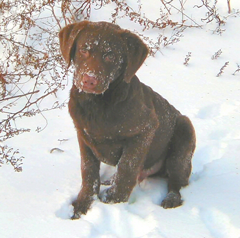 3 month old Logan in the Snow