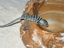 Getting a drink