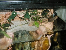 Paludarium