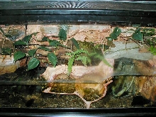 Paludarium