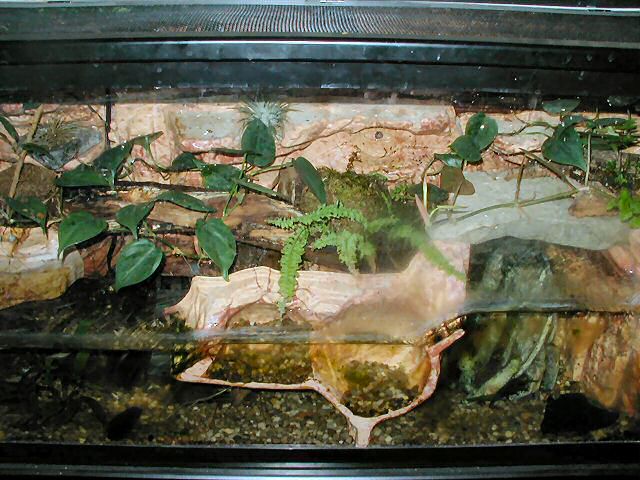 Paludarium