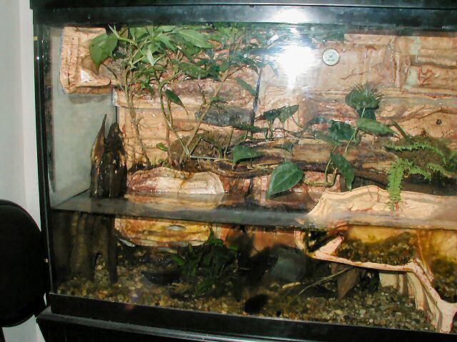 Paludarium