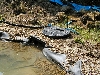 Pond skimmer filter