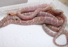 hypo lavs